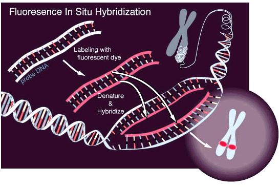 METODY MOLEKULÁRNÍ CYTOGENETIKY princip vazby fluorescenčně značené sondy na chromosomy nebo