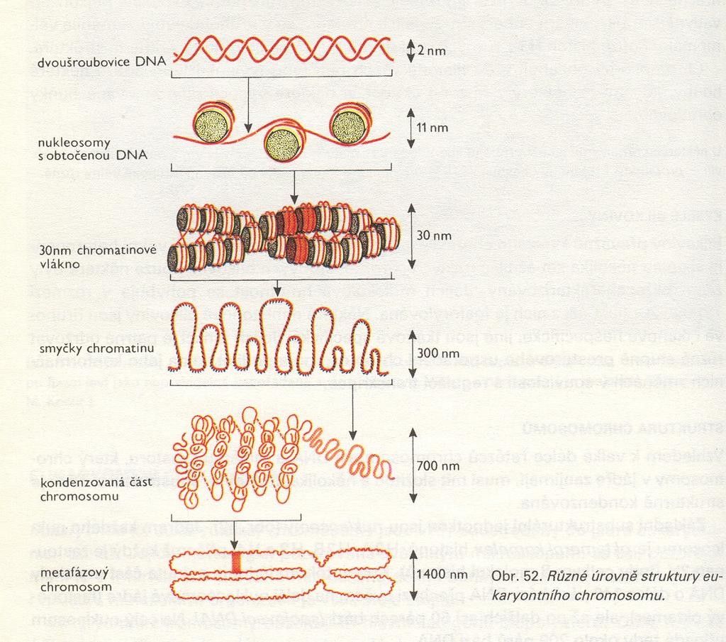 SPIRALIZACE CHROMOSOMŮ během buněčného cyklu se chromatin nachází v různých fázích spiralizace (v
