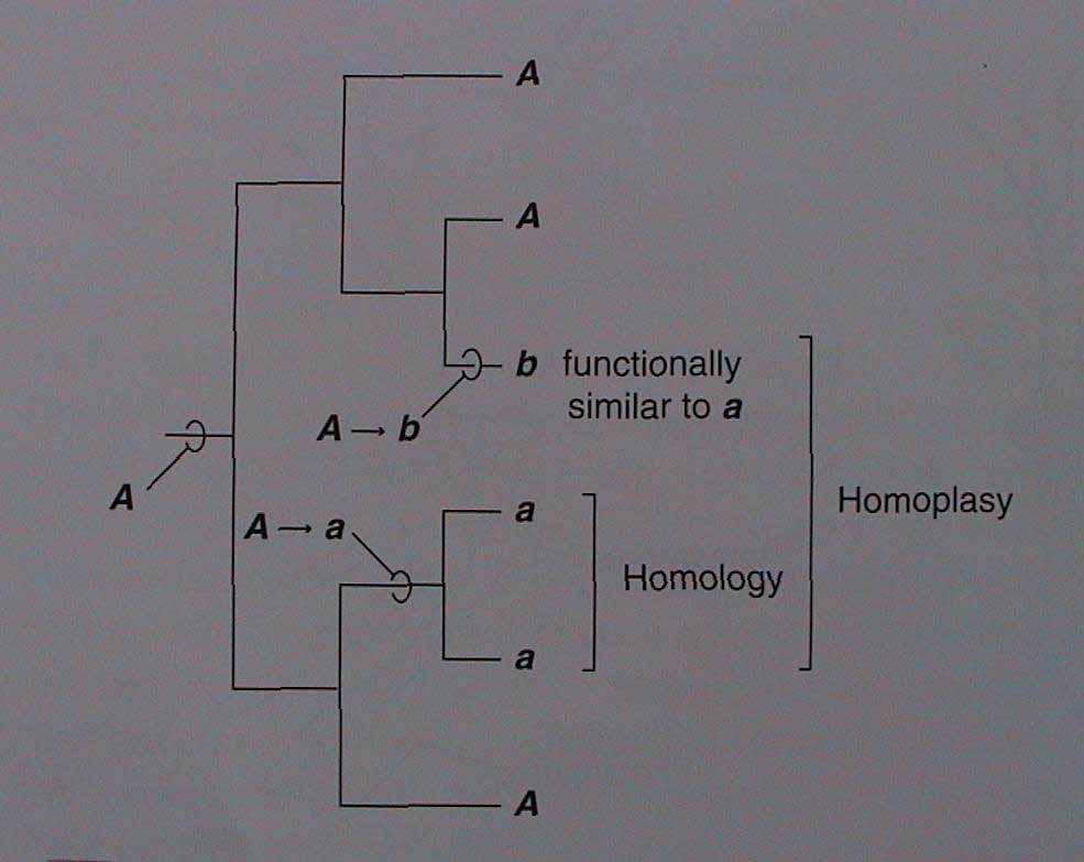 Homologie a homoplazie - taxonomie, taxon - znaky