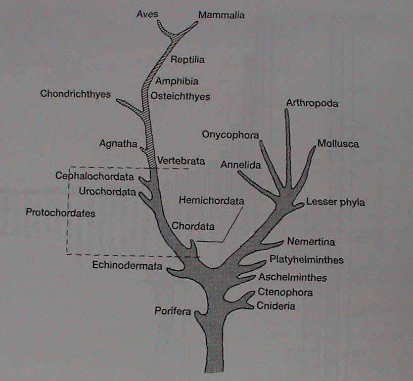 příbuznost taxonů - dendrogramy