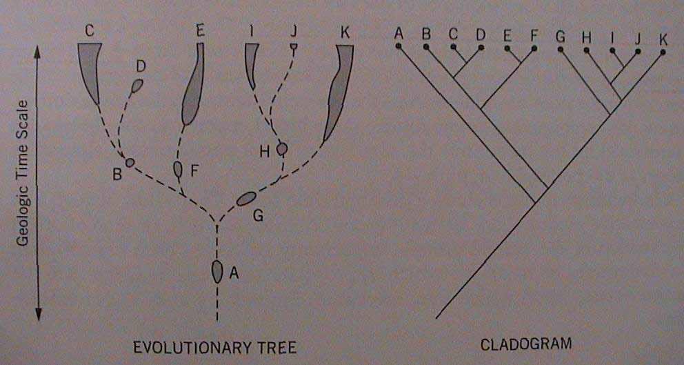 příbuznost taxonů -dendrogramy-kladogramy - taxonomie, taxon -znaky - klasifikace Ve