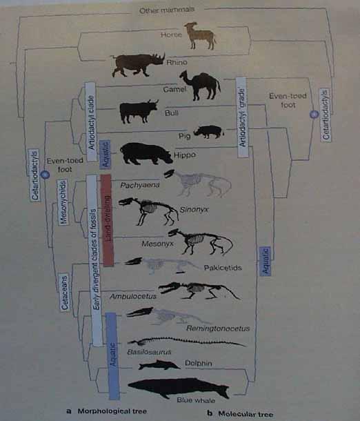 Rozdíly mezi paleontologickým datováním fosilního záznamu a molekulárními hodinami jsou největší pro období mesozoika (druhohor: 248-65 mil.