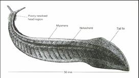 Haikouichthys, Zhongjianichthys střední kambrium (-505 mil.