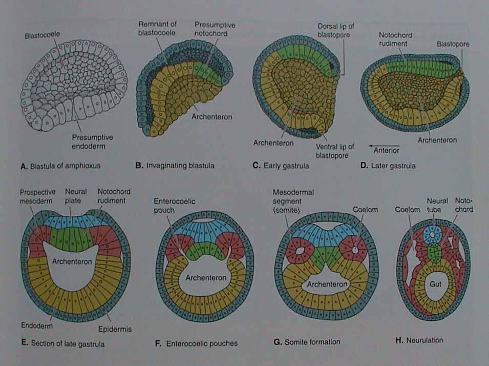 Cephalochordata charakteristické znaky stavba těla