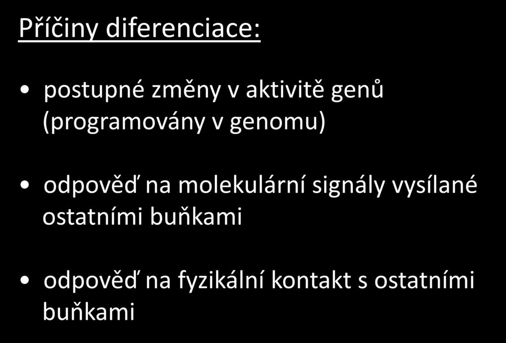 Příčiny diferenciace: postupné změny v aktivitě genů (programovány v genomu) odpověď na