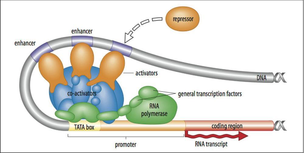 regulačních proteinů na specifické sekvence DNA