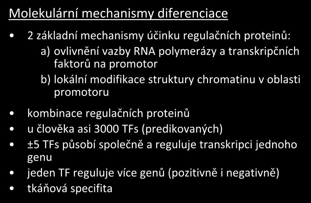 Molekulární mechanismy diferenciace 2 základní mechanismy účinku regulačních proteinů: a) ovlivnění vazby RNA polymerázy a transkripčních faktorů na promotor b) lokální modifikace struktury