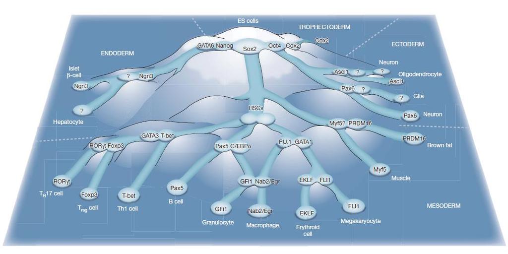 Epigenetic landscape: H.C.