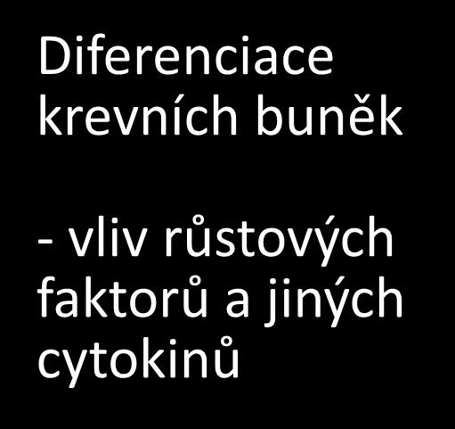 Diferenciace krevních buněk - vliv