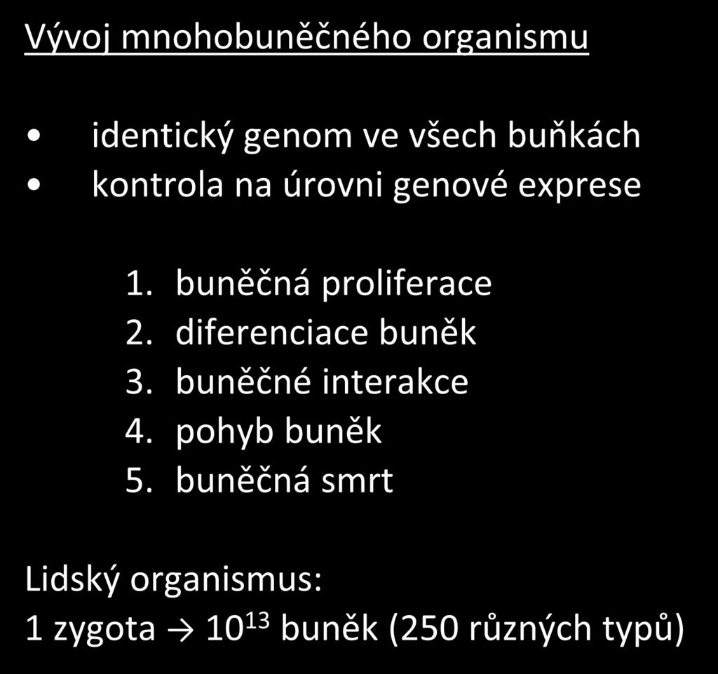 Vývoj mnohobuněčného organismu identický genom ve všech buňkách kontrola na úrovni genové exprese 1. buněčná proliferace 2.