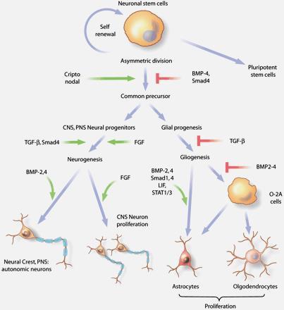 Regulace neuronální diferenciace TGF- superfamily TGF- (1-3) (transforming/tumor