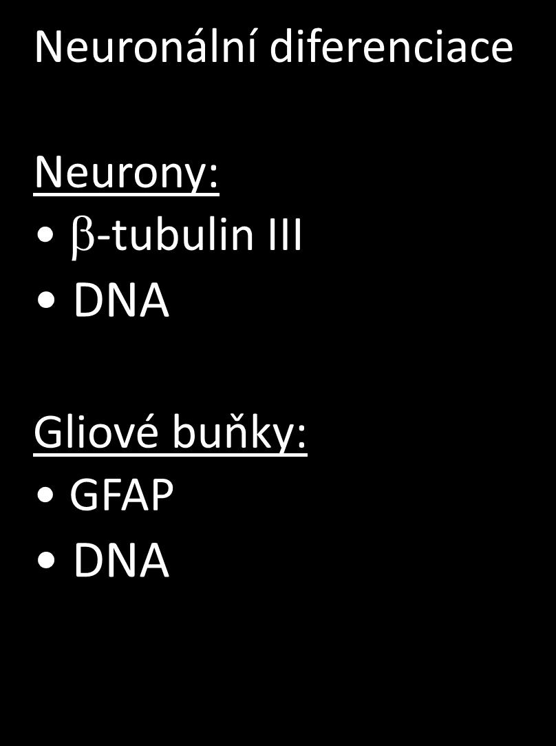 Neurony: -tubulin