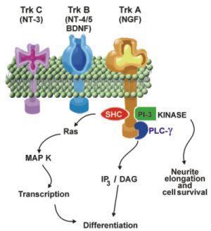 Trk receptory (A,B,C) NGF (nerve growth factor) BDNF