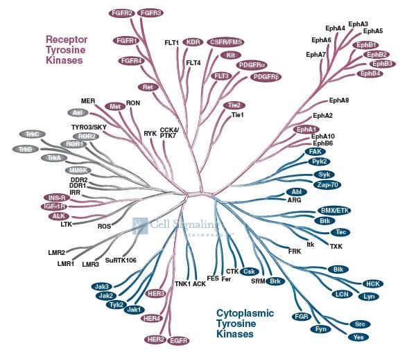 RECEPTOROVÉ TYROZIN-KINÁZY funkce: regulace proliferace, diferenciace,