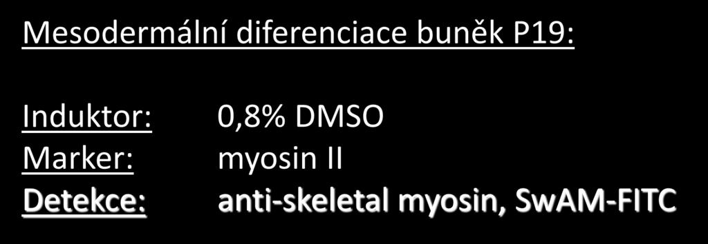 DMSO myosin II