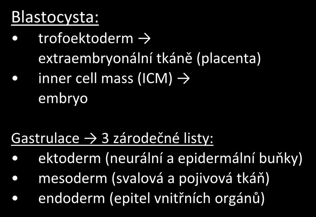 Blastocysta: trofoektoderm extraembryonální tkáně (placenta) inner cell mass (ICM) embryo Gastrulace 3 zárodečné