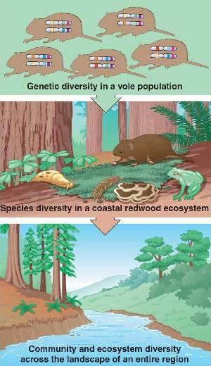 Definice a úrovně biodiverzity Biologická rozmanitost na všech úrovních = různorodost všech žijících organizmů, suchozemských, mořských a sladkovodních, včetně společenstev a