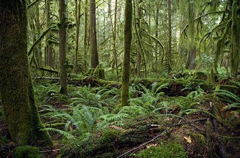 Biodiverzita a lesní ekosystémy lesy dnes