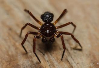 Příklady vymizelých či ohrožených druhů Plachetnatka trpasličí (Canariphantes nanus) CS kriticky ohrožený (CR) Také tento drobný pavouček byl poprvé na našem území zjištěn ve 40.