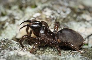 Skákavka rudopásá (Philaeus chrysops) CS zranitelný (VU) Naše největší skákavka s výraznou pohlavní dvojtvárností a nápadně zbarvenými samci.