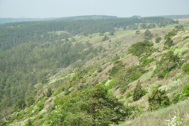 Nejvýznamnější biotopy a vlajkové druhy Skalní stepi Rovněž na území Kraje Vysočina se můžeme setkat s výskytem stepí.