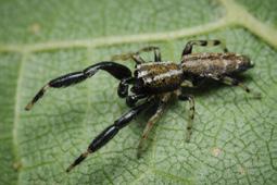 Pro suché trávníky nižších poloh jsou charakteristické teplomilné druhy jako slíďák dvoupruhý (Pardosa bifasciata ), listovník písečný (Thanatus arenarius