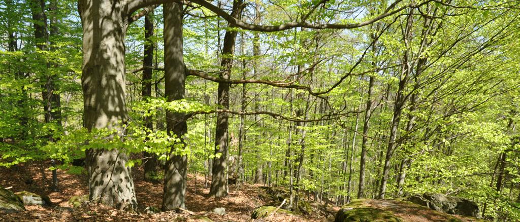 Podhorské lesy Většinu lesních porostů v Kraji Vysočina tvoří hospodářské smrkové či borové monokultury.
