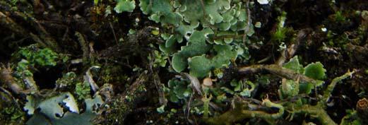 Cladonia borealis Druh oddělený od skupiny