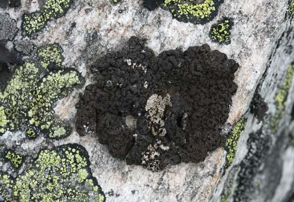 Umbilicaria hyperborea Arkto-alpinský druh pupkovky rostoucí pouze na kamenných mořích Šafářova vršku a Obřího hradu.