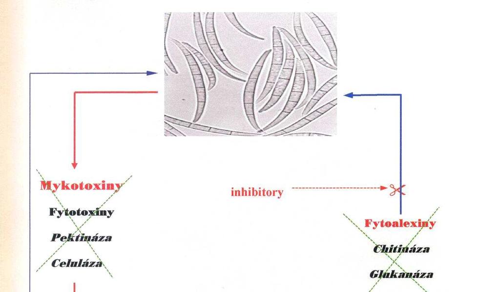 Při pěstování kulturních plodin vzniká řada složitých vztahů a interakcí mezi rostlinou, mikroskopickými houbami (patogenními houbami a saprobními