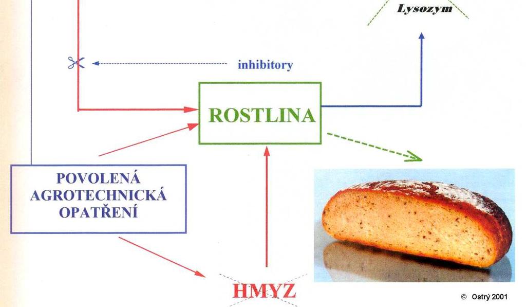 Tyto interakce pak ovlivňují produkci a obsah mykotoxinů v potravinových surovinách.