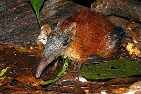 velcí (Rhynchocyoninae - Rhynchocyon) chobotovitěprotažený rypáček (elephant shrews) zadnínohy