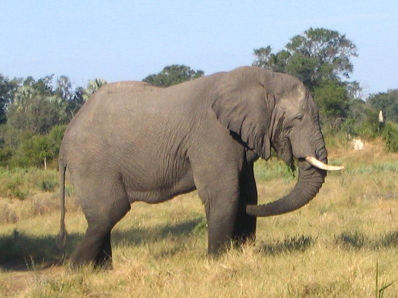 africana slon africký