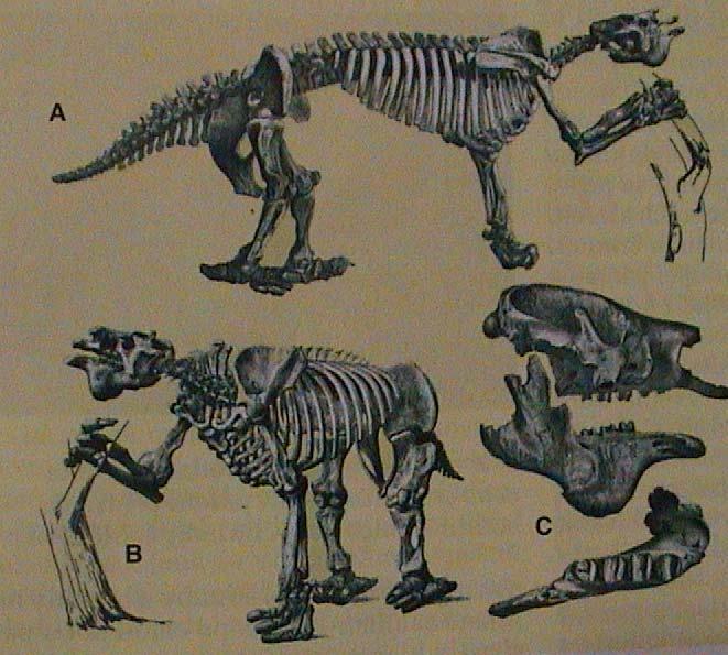 m mravenečník Megatherium americanum pralenochod délka 6 m Megalonyx