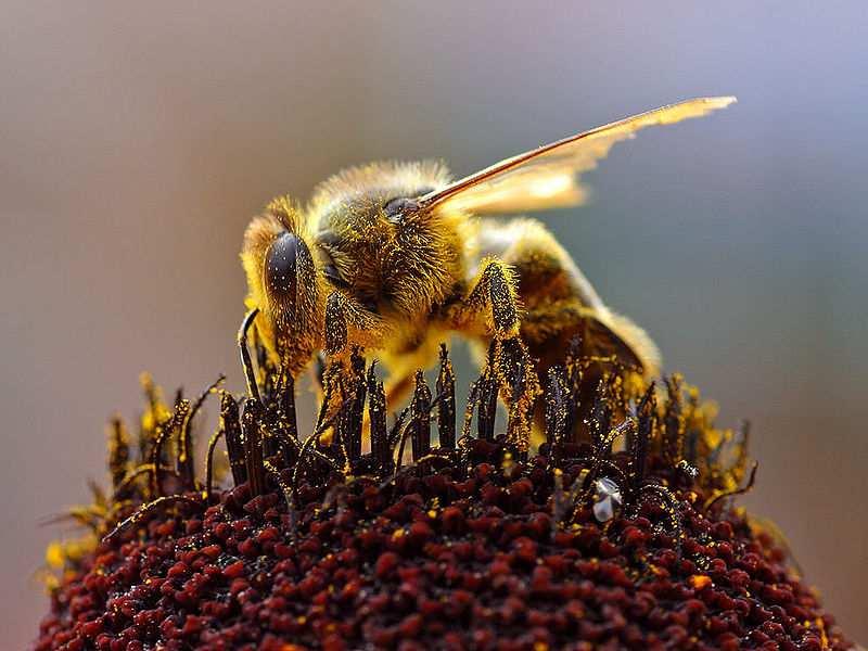 PRACOVNÍ LIST PRACOVITÉ VČELY Včely patří mezi hmyz a bezobratlé živočichy. To znamená, že nemají páteř složenou z obratlů. Tělo hmyzu se skládá ze tří částí- hlavy, hrudi a zadečku.