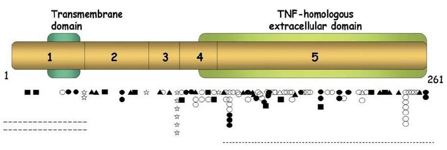 ONDŘEJ Molekulární genetika Xq26 ONDŘEJ mutace v 5. exonu, Cys800Thy substituce aminokyseliny Tre254Met (dr.