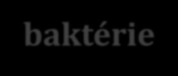 Jak na baktérie v
