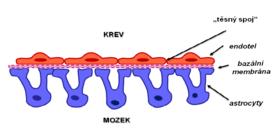 Hematoencephalická bariéra Bariéra mezi krevními vlásečnicemi a mozkovou tkání Je tvořena endotelem a basální membránou kapilár a vrstvou astrocytů