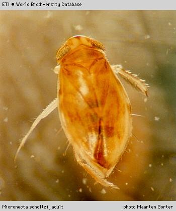 Hemiptera Nepomorpha - akvatické Čeleď: Corixidae -
