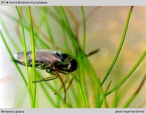 Hemiptera Nepomorpha - akvatické Čeleď: