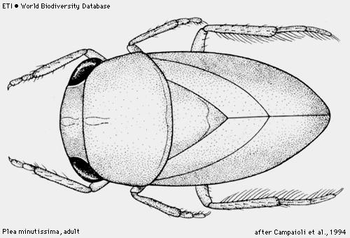 Hemiptera Nepomorpha - akvatické Čeleď: Pleidae - člunovkovití 1 druh Plea minutissima -