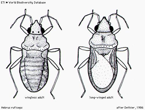 Řád: Hemiptera Gerromorpha Čeleď: Hebridae - rašelinatkovití