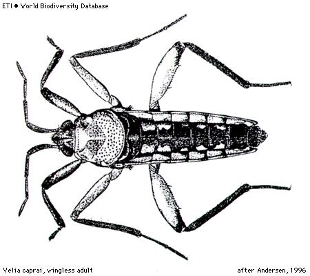 Gerromorpha Čeleď: Veliidae - hladinatkovití 2 rody, Řád: Hemiptera Velia caprai - hladinatka člunohřbetá,