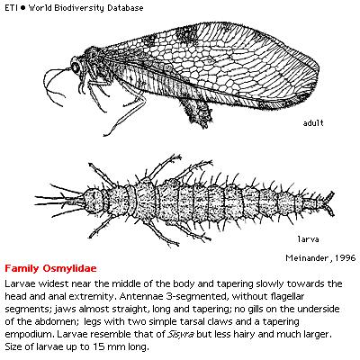 Řád: Neuroptera, = Planipennia (síťokřídlí) Čeleď: Osmylidae Osmylus
