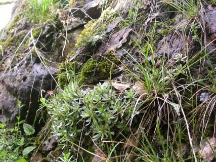 Vegetace a flóra Xerotermy, skály, sutě Na skalách roste hojně tařice skalní (Aurinia saxatilis),