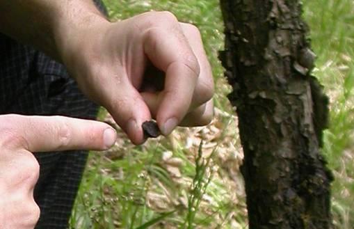 káčovka ploská (Biscogniauxia simplicior)