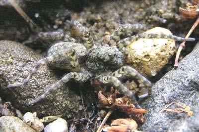 Fauna bezobratlí Pavouci Řada významných xerotermních druhů, např.