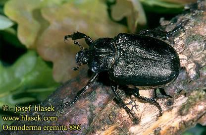 Fauna bezobratlí Brouci Aesalus scarabeoides Významný