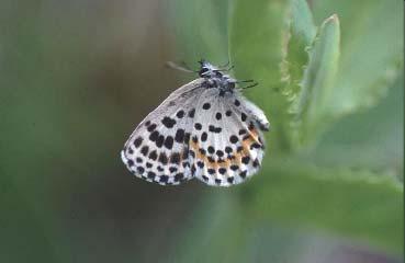 Fauna bezobratlí motýli Myrmekofilní modrásci bahenní