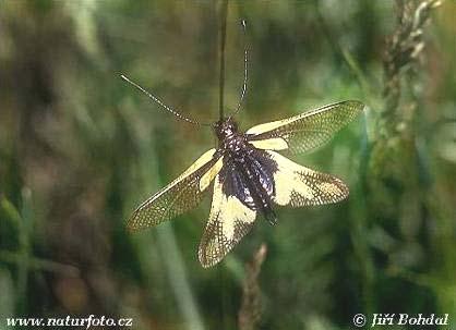 pestrý (Libelloides macaronius) a p. žlutý (L.